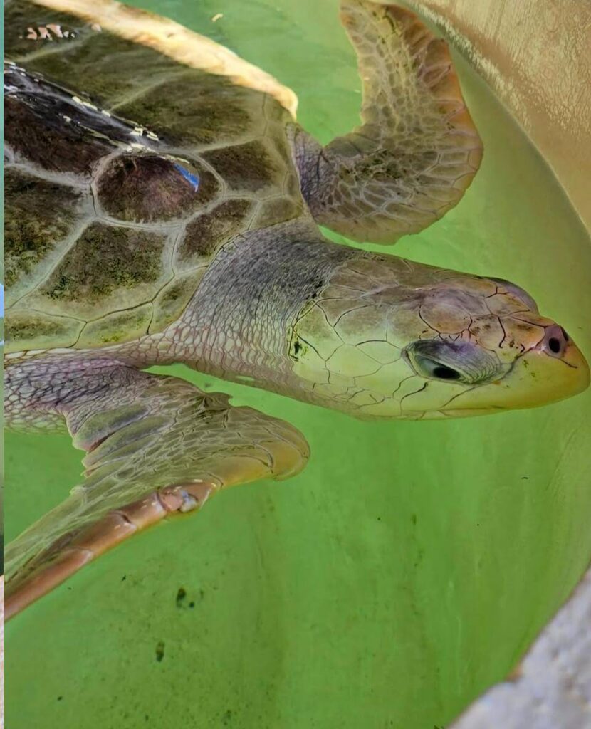 Descubre 7 playas paradisíacas en México